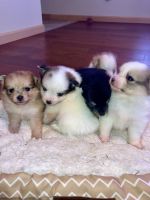 Pomeranian Puppies for sale in Franklin, NC 28734, USA. price: $700
