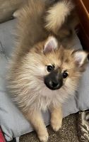 Pomeranian Puppies for sale in Corry, PA 16407, USA. price: $600