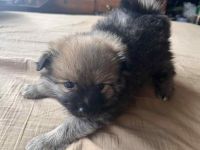 Pomeranian Puppies for sale in 101 W Maple Ave, Sterling, VA 20164, USA. price: $400