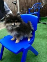 Pomeranian Puppies for sale in Mississauga, ON, Canada. price: $669