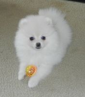 Pomeranian Puppies for sale in 18 Queens Park Crescent W, Toronto, ON M5S 2W2, Canada. price: $400
