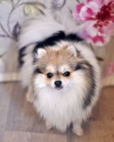 pomeranian-puppy-791793.jpg
