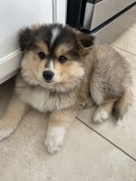 Cutes Pomsky