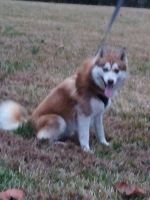 1 Year Old Male Pomsky