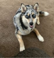 Pomsky Merle male “Asher”
