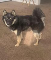 Pomsky Merle male “Asher”