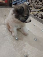 Pomsky Puppies for sale in Ludhiana, Punjab, India. price: 6000 INR