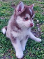 Diamond-Female F2 Pomsky Puppy For Sale-Florida-9 Weeks Old