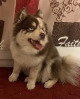 1 Year Old Pomsky In need for a new home