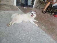 1 year and a 1/2 old female Pomsky for sale