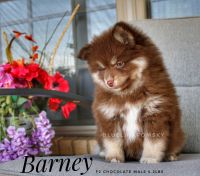 Pomsky Puppies for sale in Amarillo, TX, USA. price: $2,000