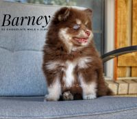 Barney F2 Pomsky Male