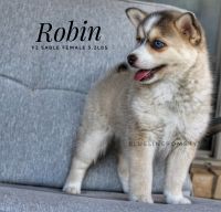 Pomsky Puppies for sale in Amarillo, TX, USA. price: $2,000