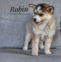 Robin F2 Pomsky Female