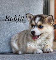 Robin F2 Pomsky Female