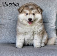 Marshal F2 Pomsky Male