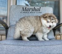 Marshal F2 Pomsky Male