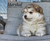 Marshal F2 Pomsky Male
