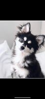 Pomsky Prince