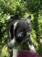 Pomsky Puppy for Sale in Woodbridge, VA - Stellaluna