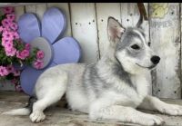 Pomsky Puppies for sale in Toledo, OH, USA. price: $1,000