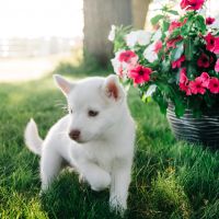 Pomsky Puppies for sale in Cedarburg, WI, USA. price: $2,900