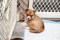 Pomsky Puppies