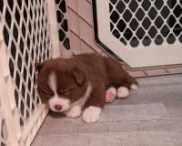 Pomsky Puppy Chocolate Brown Male