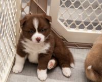 Pomsky Puppy Chocolate Brown Male