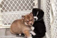 Pomsky Puppies