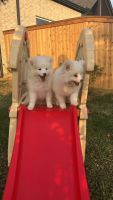Pomsky Puppies for sale in Houston, TX, USA. price: $3,000