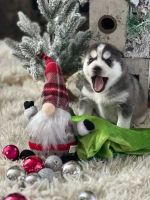 Pomsky Puppies for sale in Dublin, OH 43016, USA. price: $600