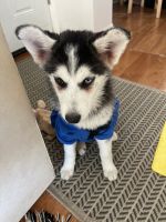 Pomsky Puppies for sale in East Elmhurst, NY 11369, USA. price: $1,000