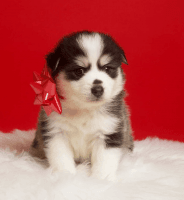 Pomsky Puppies for sale in New York, NY, USA. price: $15,002,000