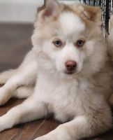 Pomsky Puppies for sale in Flint, MI 48509, USA. price: $1,500