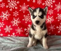 Pomsky Puppies for sale in Florida St, San Francisco, CA, USA. price: $310