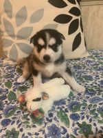 Pomsky Puppies for sale in Bayshore Gardens, FL, USA. price: $2,000