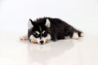 Pomsky Puppies for sale in Pasay, Metro Manila, Philippines. price: 30000 PHP