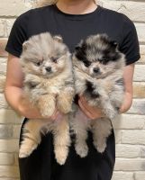 Pomsky Puppies for sale in Boston, MA, USA. price: $700