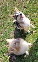Pomsky Puppies for sale in Zanesville, OH 43701, USA. price: $900