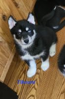 Pomsky Puppies for sale in Holly, MI 48442, USA. price: $1,800