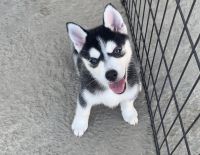 Pomsky Puppies for sale in Bayshore Gardens, FL, USA. price: $1,500