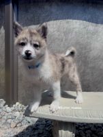 Pomsky fluffy puppy