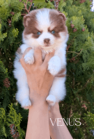 Pomsky Puppies for sale in Kissimmee, FL 34747, USA. price: $700