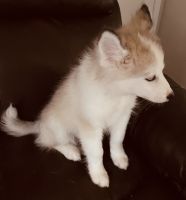 Pomsky Puppies For Sale