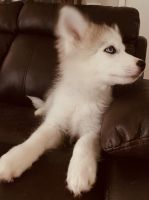 Pomsky Puppies For Sale