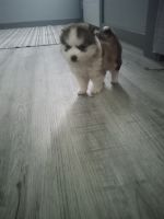 Pomsky Puppies for sale in Fort Wayne, IN, USA. price: $1,000