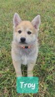 Pomsky Puppies for sale in Weir, TX 78626, USA. price: $1,350