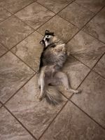 We have a lovely Pomsky but do to moving we have to let him go he is 1