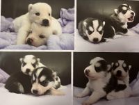 Pomsky Puppies